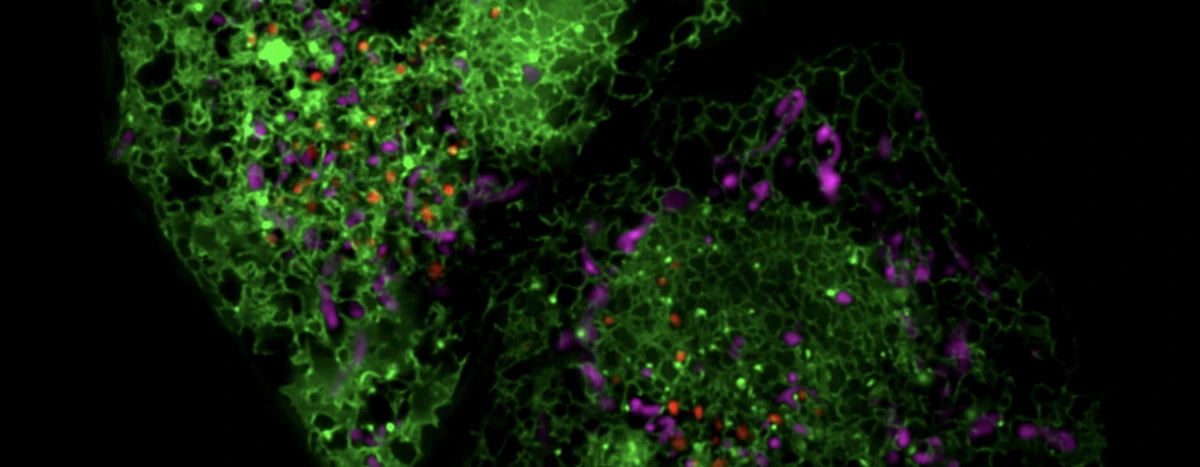 cellular image